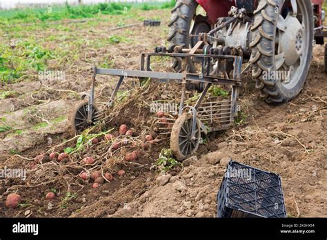 anyone using chinese import potato digger|Market Gardening Success Group .